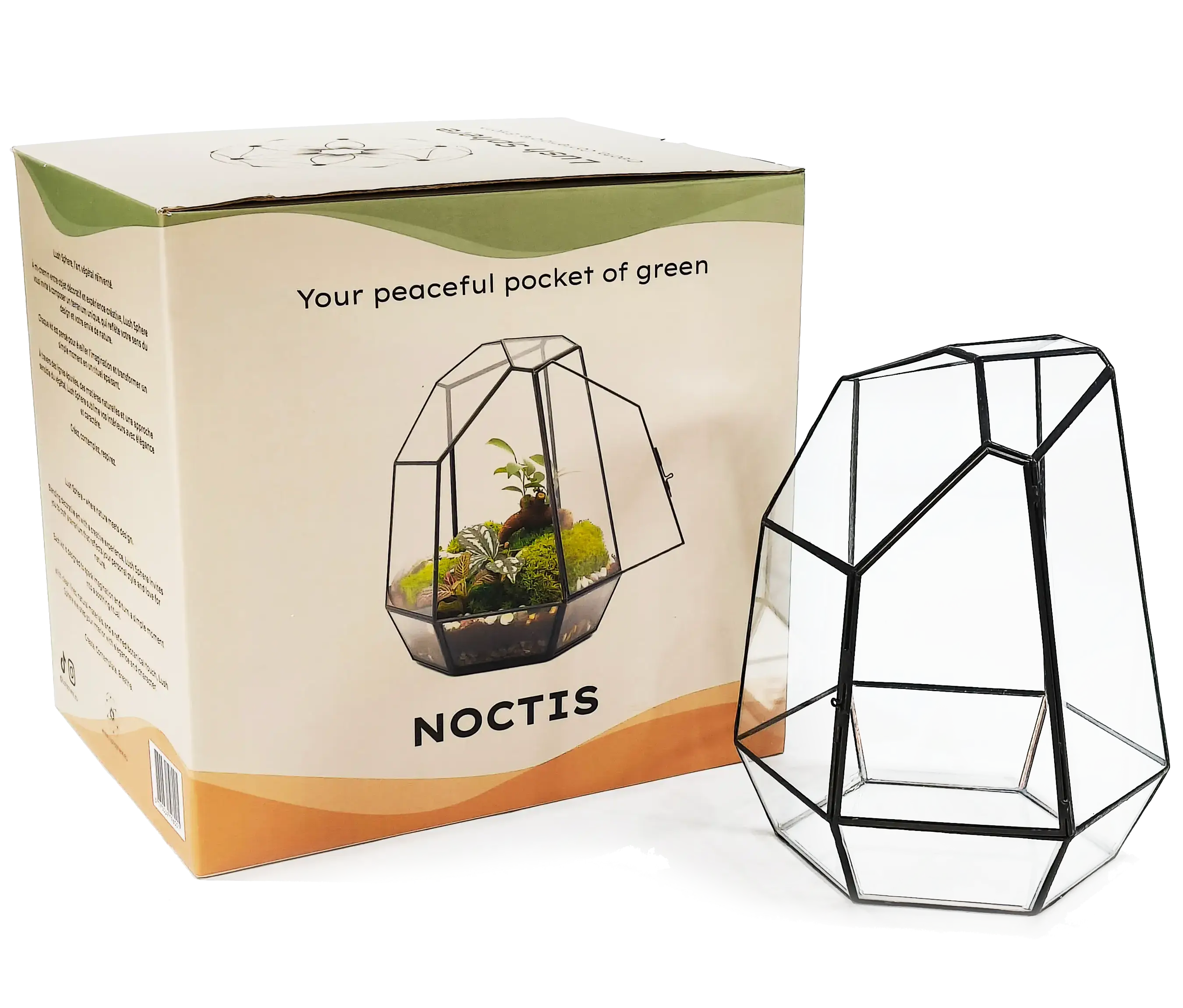 NOCTIS