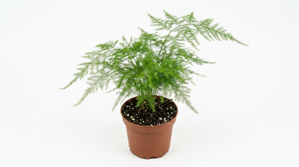 Asparagus plumosus with fine, airy foliage for closed terrarium