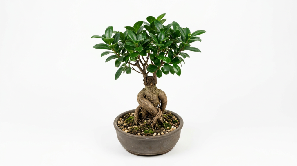 Ficus ginseng bonsai with thick aerial roots for geometric terrarium
