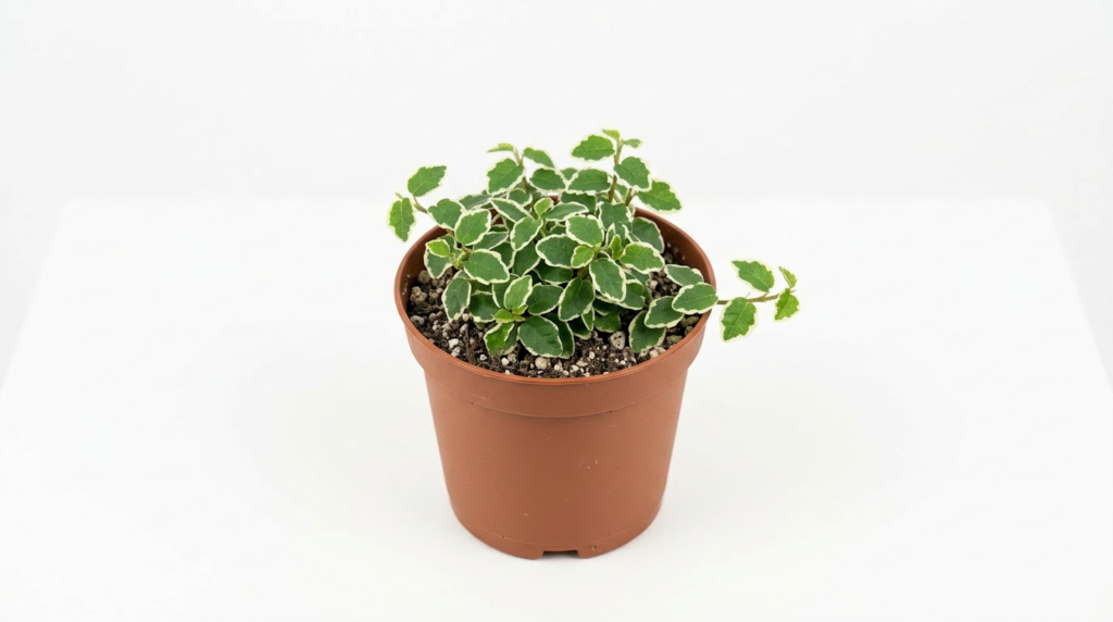 Ficus pumila creeping fig with small green leaves for closed terrarium
