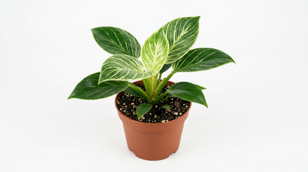 Philodendron white wave with textured leaves for closed terrarium